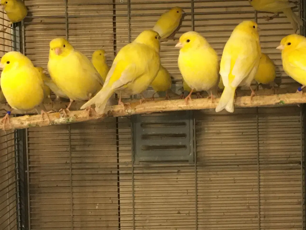 Billede 1 - Kanarie fugle