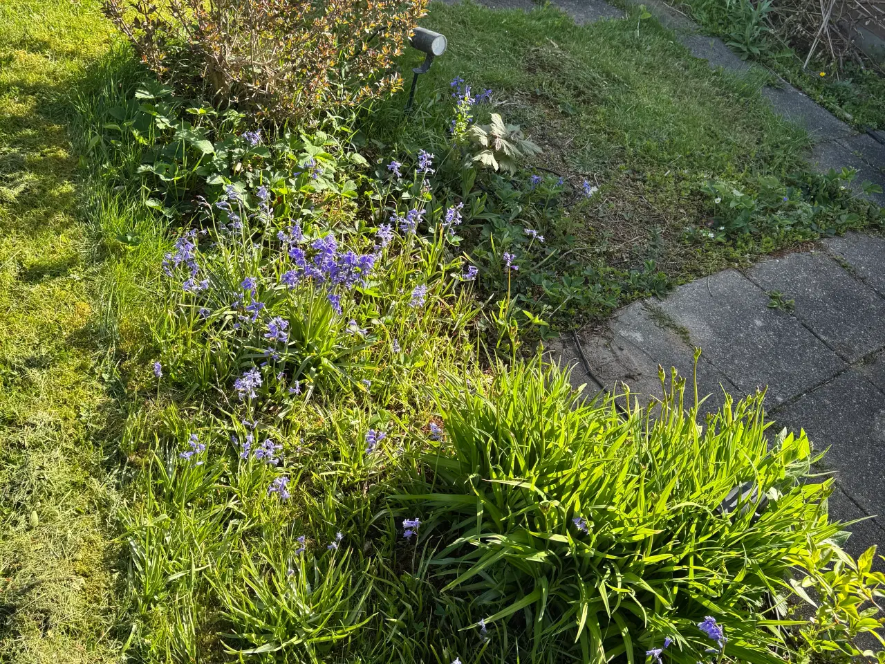 Billede 20 - Gratis planter