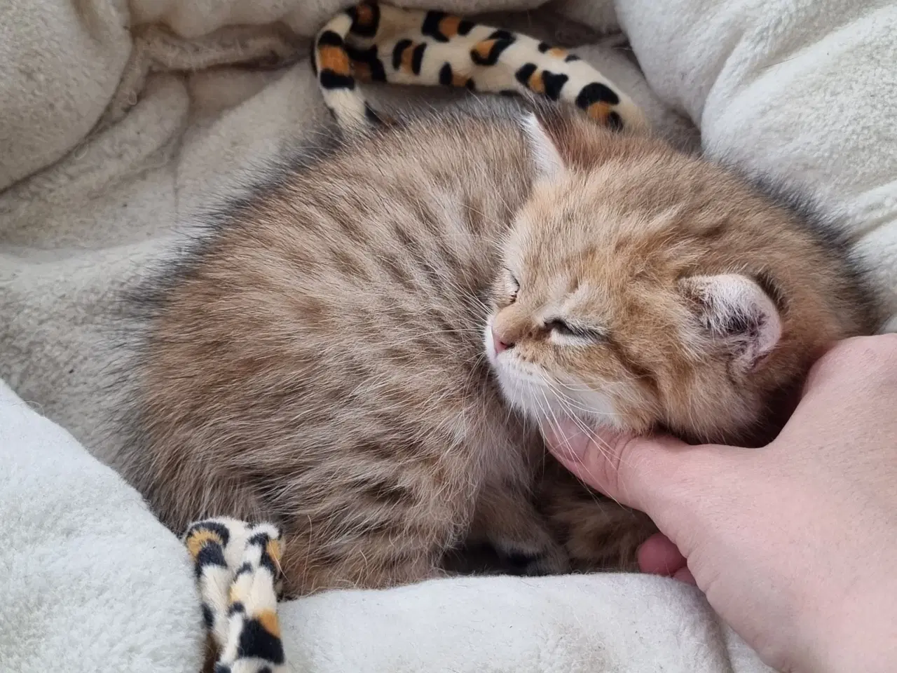 Billede 10 - British shorthair killinger