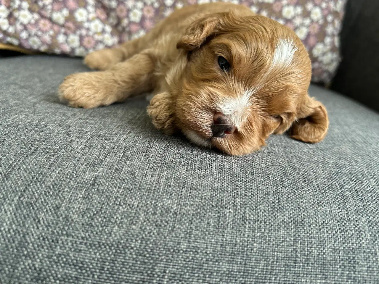 Billede 4 - Cavapoo med et twist af fransk bulldog 
