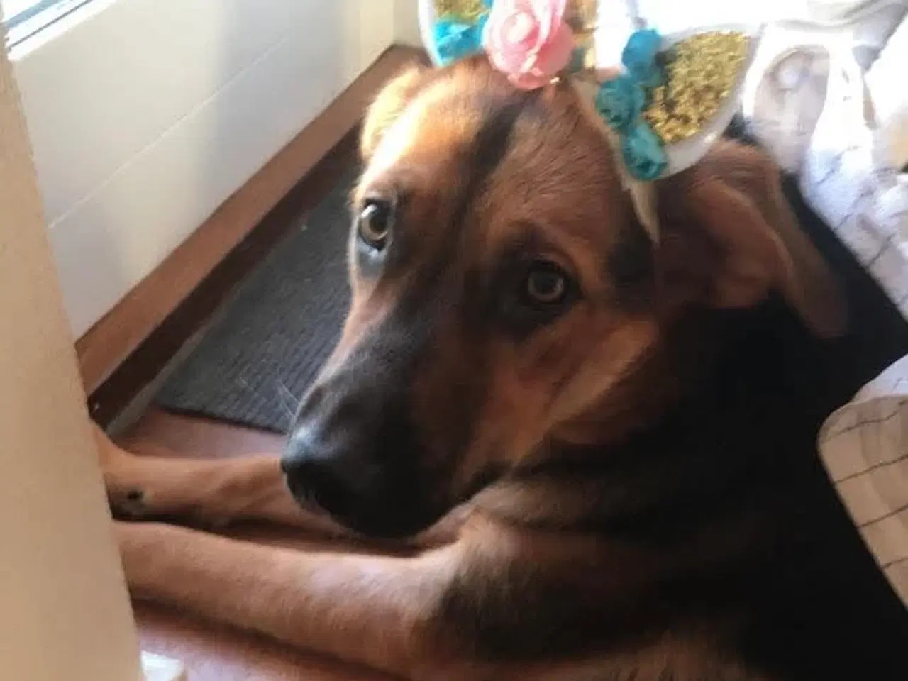 Billede 2 - Sødeste Nico-pigen leder efter ny familie 🩷