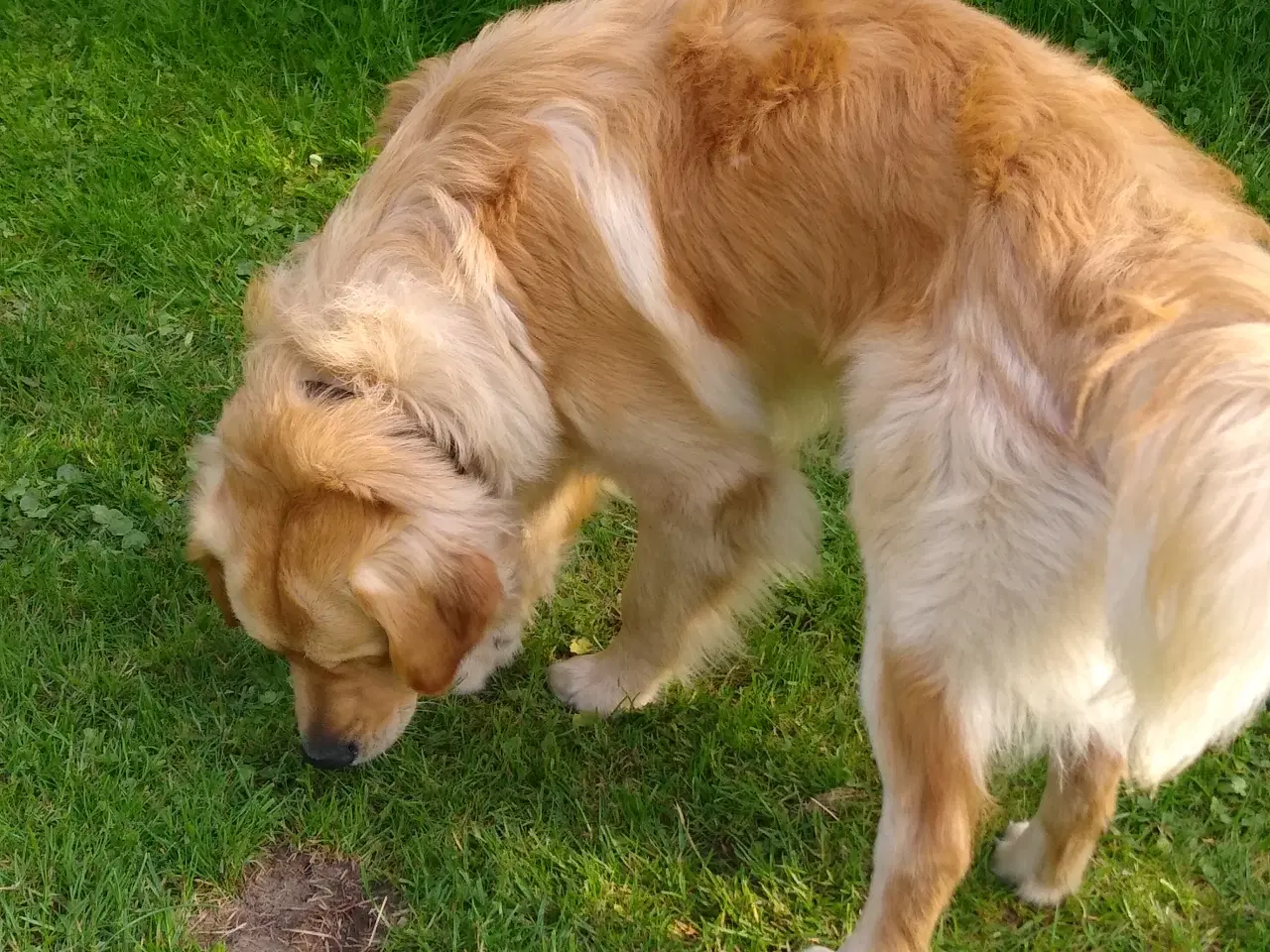 Billede 15 - Verdens smukkeste Golden Retriever hvalpe