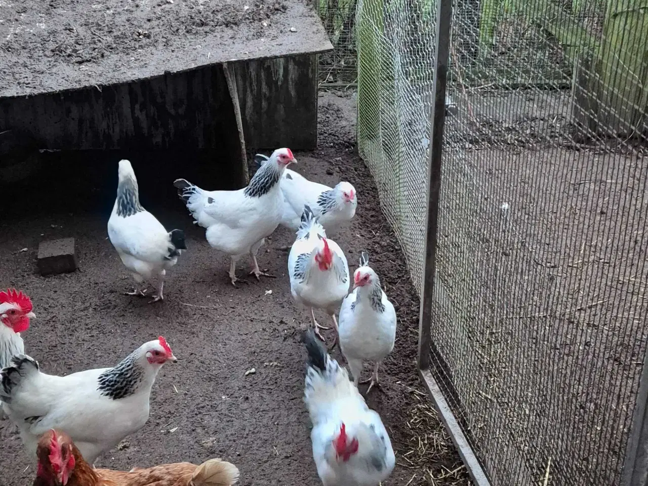 Billede 2 - Dværghøns Sussex hvid sort Columbia 