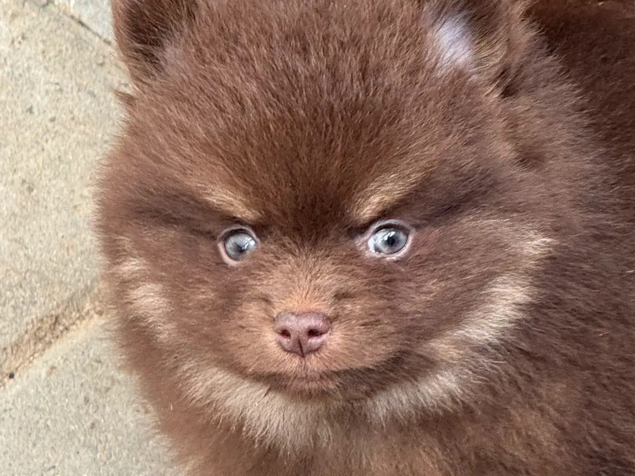 Billede 26 - Pomerania hvalpe 1 pige tilbage