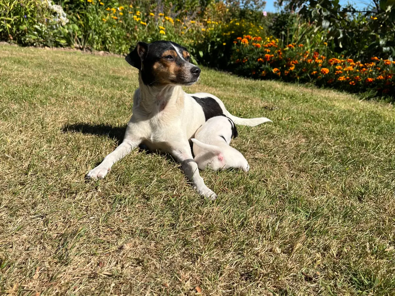 Billede 9 - Dansk svensk gårdhund hvalpe