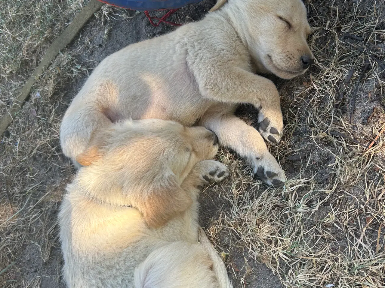 Billede 2 - Golden Retriever/Labrador hvalpe til salg