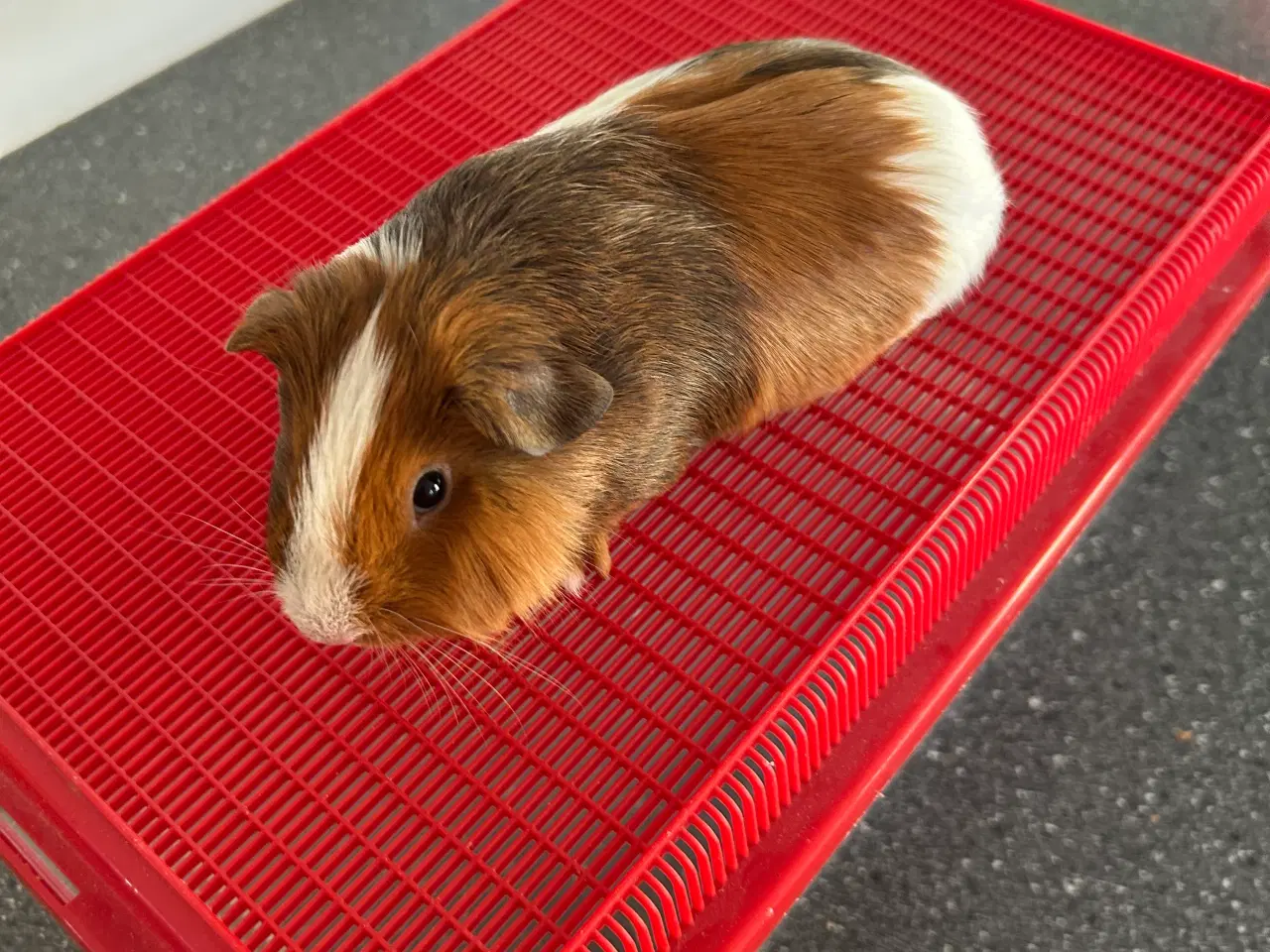 Billede 1 - Marsvin unge sælges