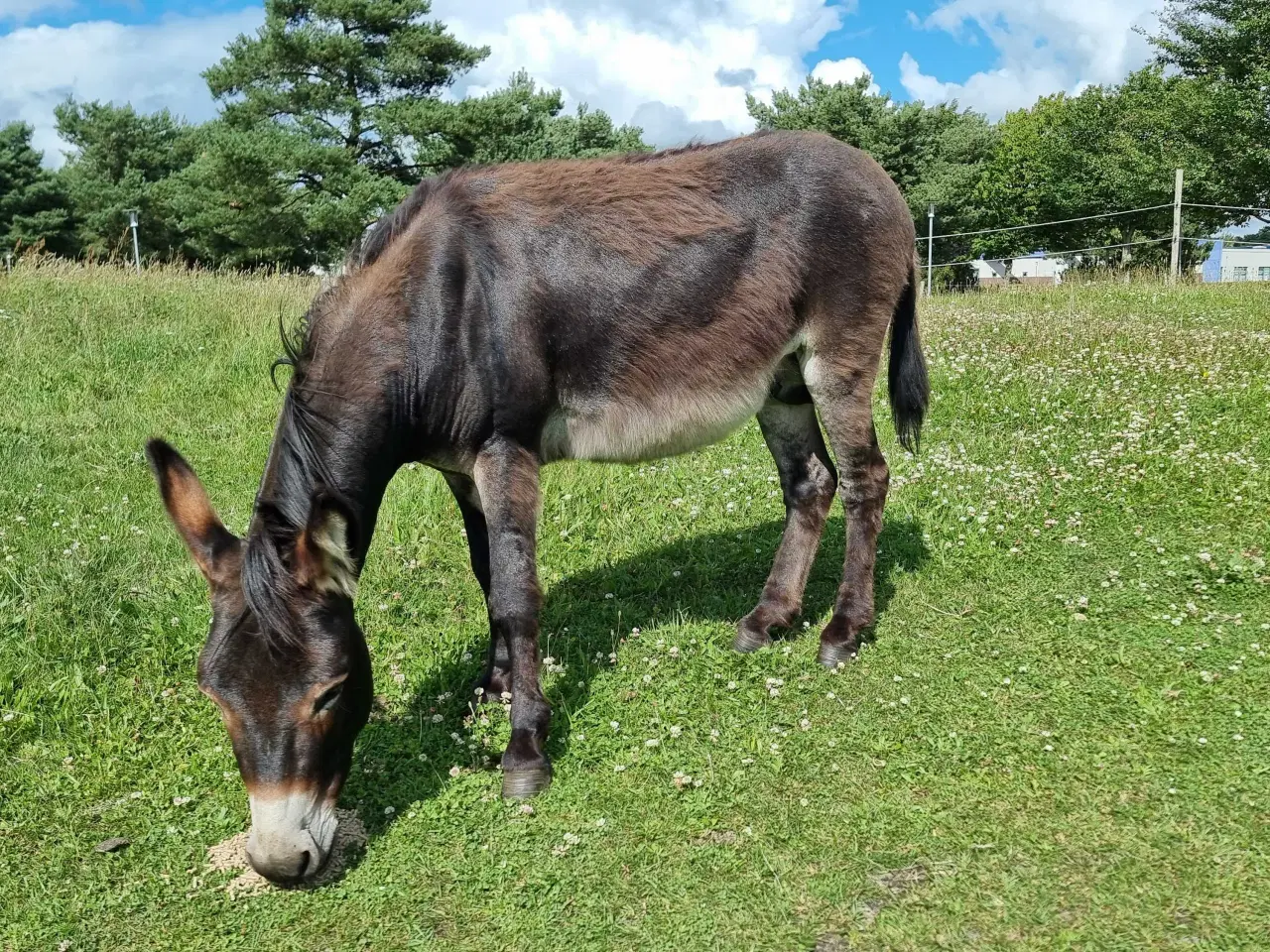 Billede 1 - Skøn æsel hingst