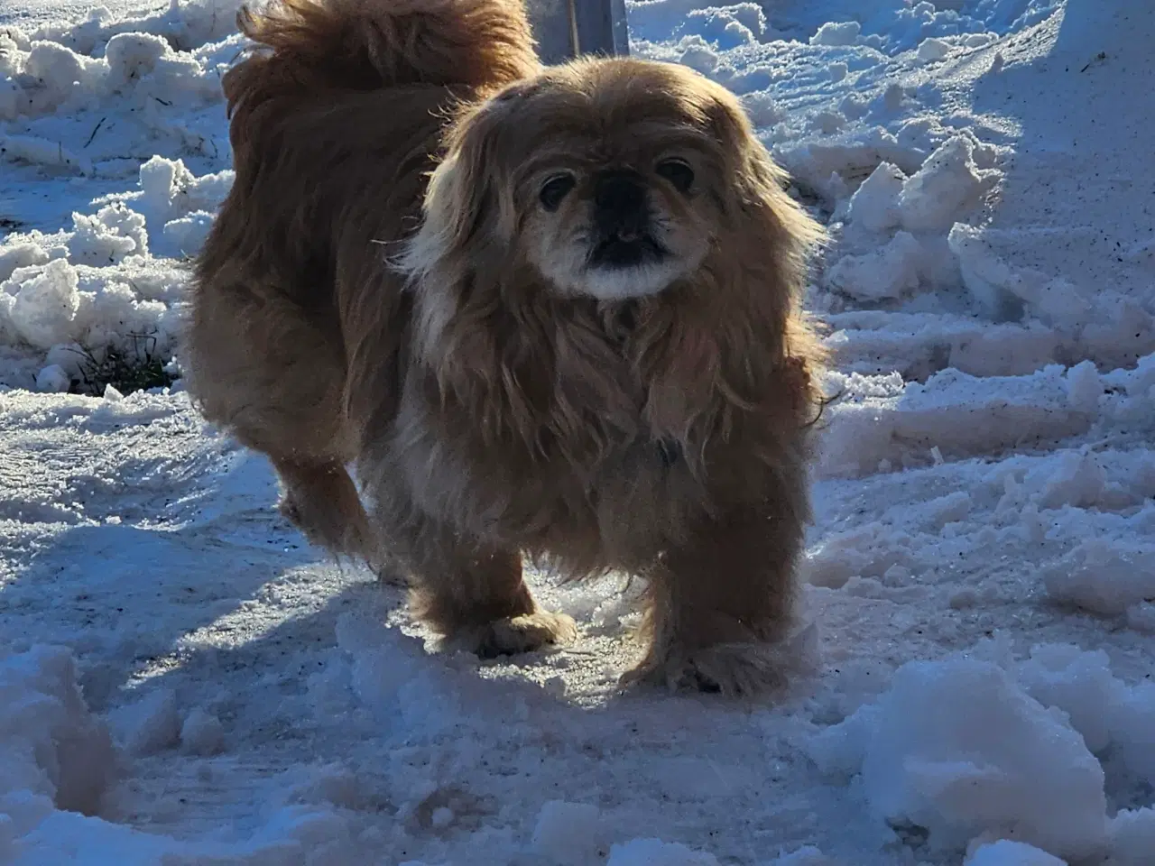 Billede 2 - Pekingeser han tilbudes til parring 