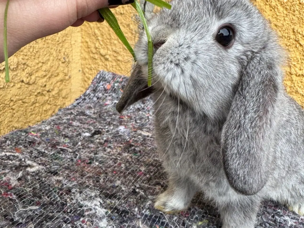 Billede 6 - Han Dværgvædder unge sælges 