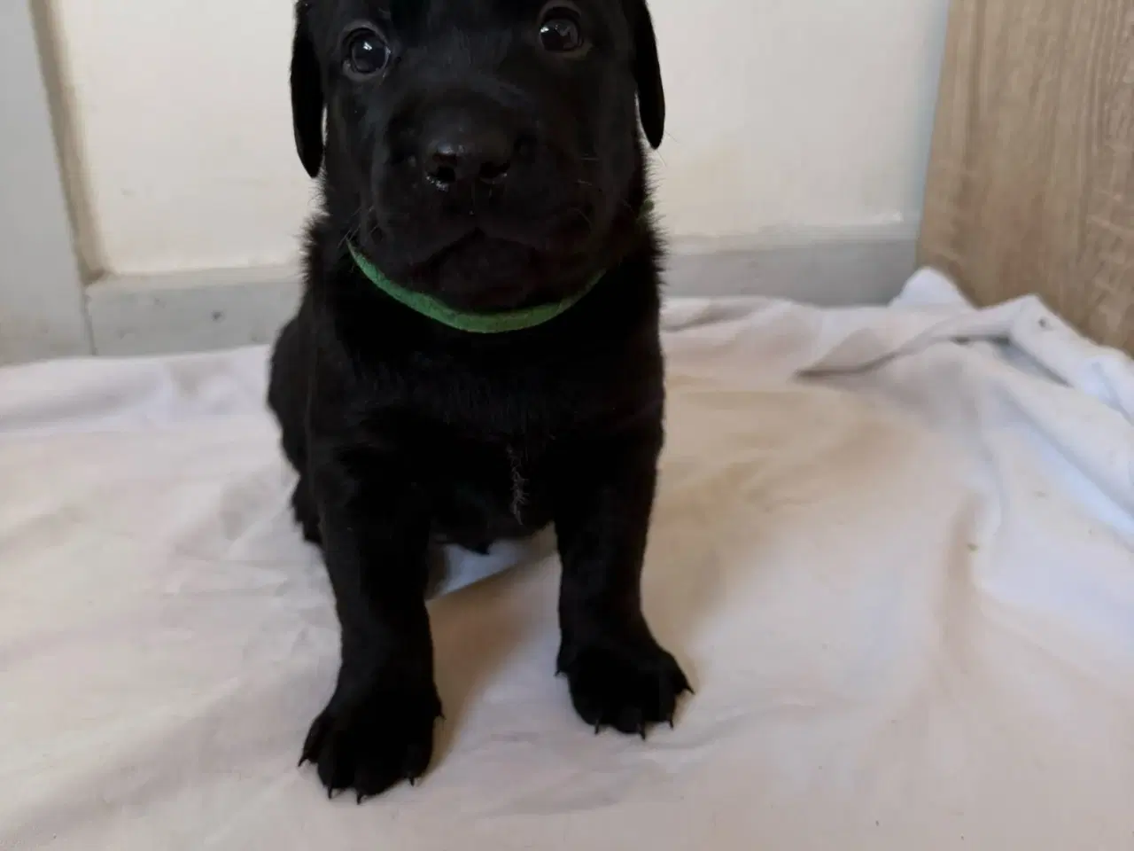 Billede 7 - Dejlige hvalpe.1 dreng tilbage.