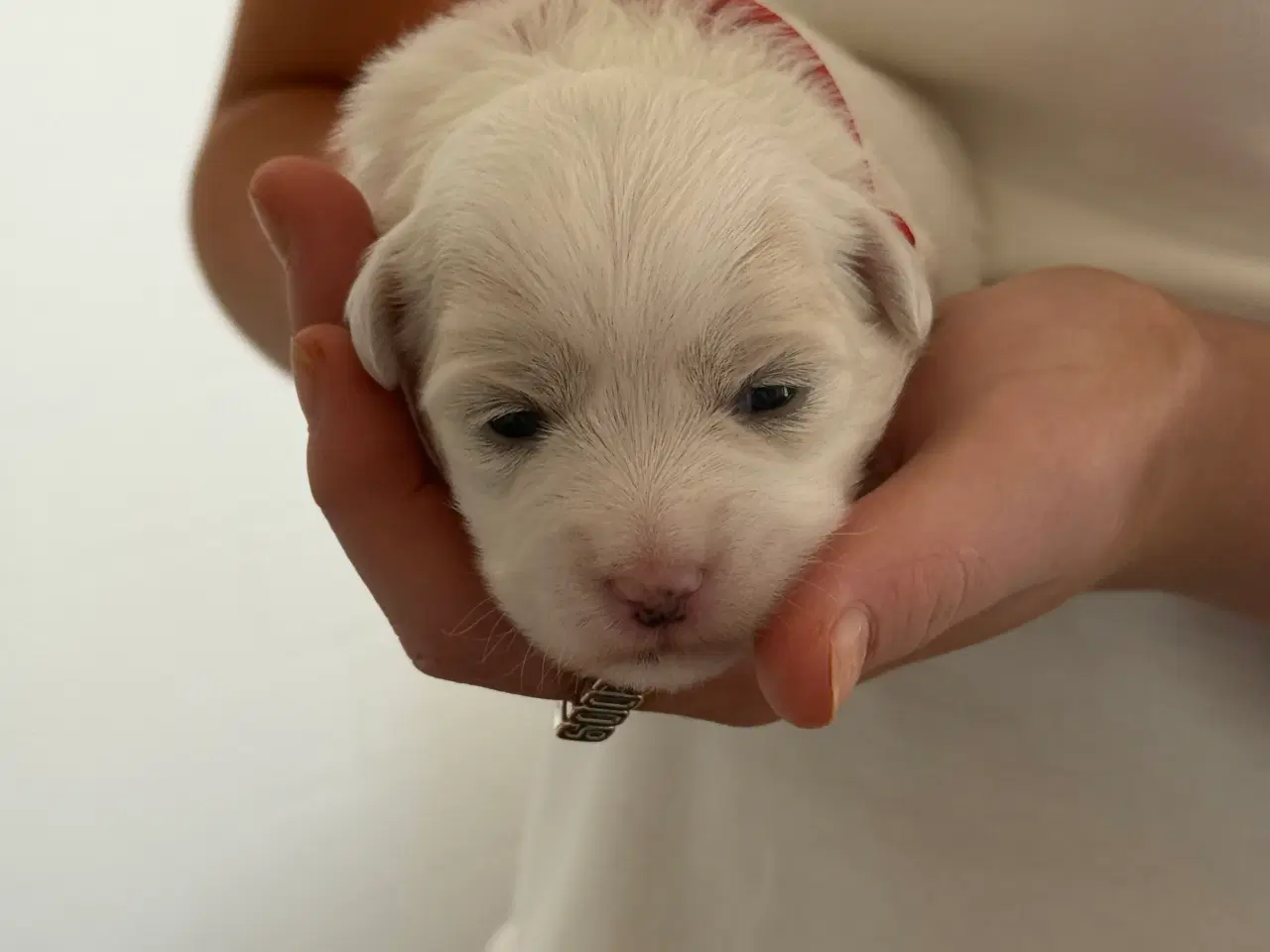 Billede 3 - Coton de tulear hvalp