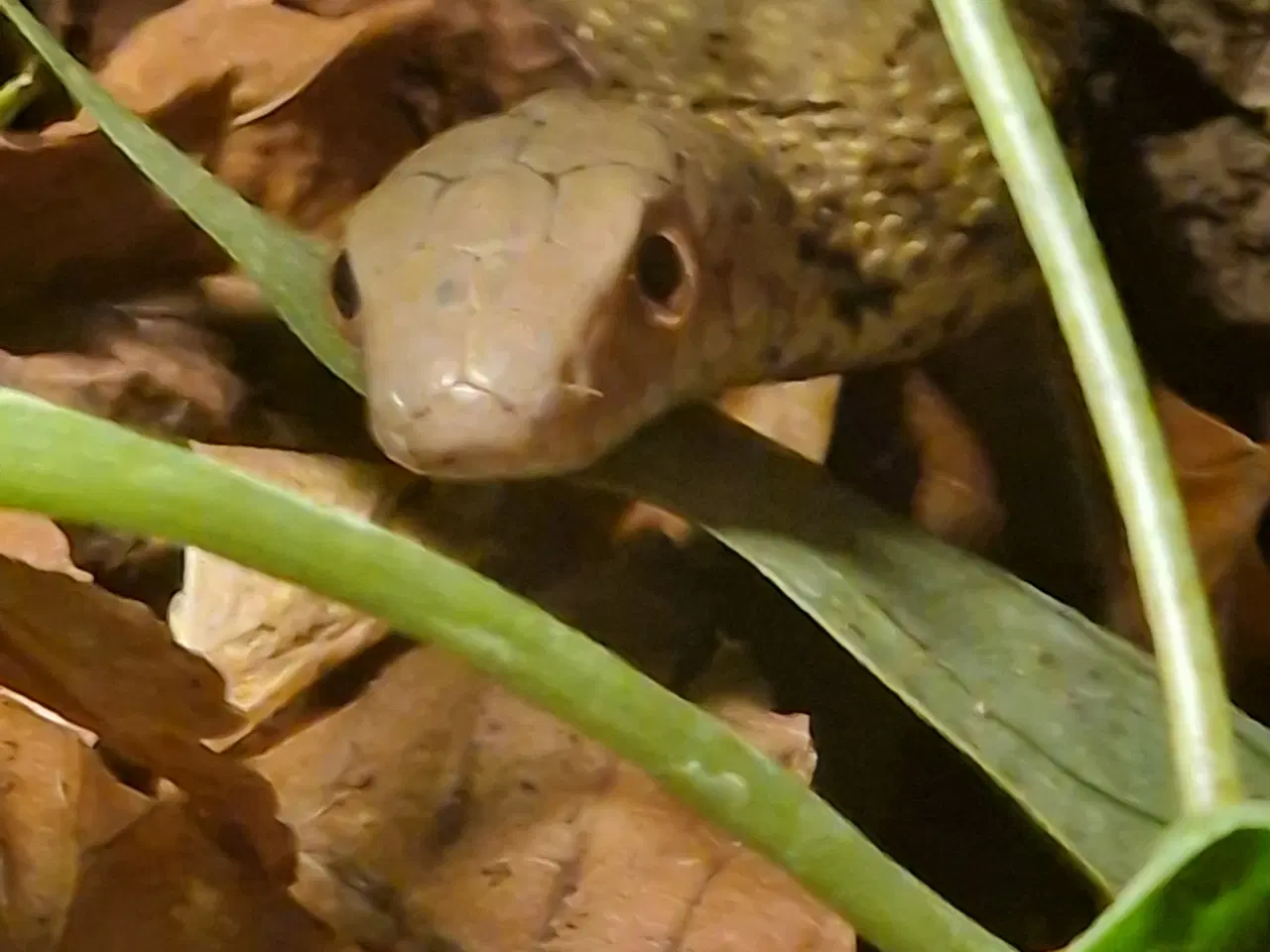 Billede 2 - Elaphe carinata, kinesisk rottesnog