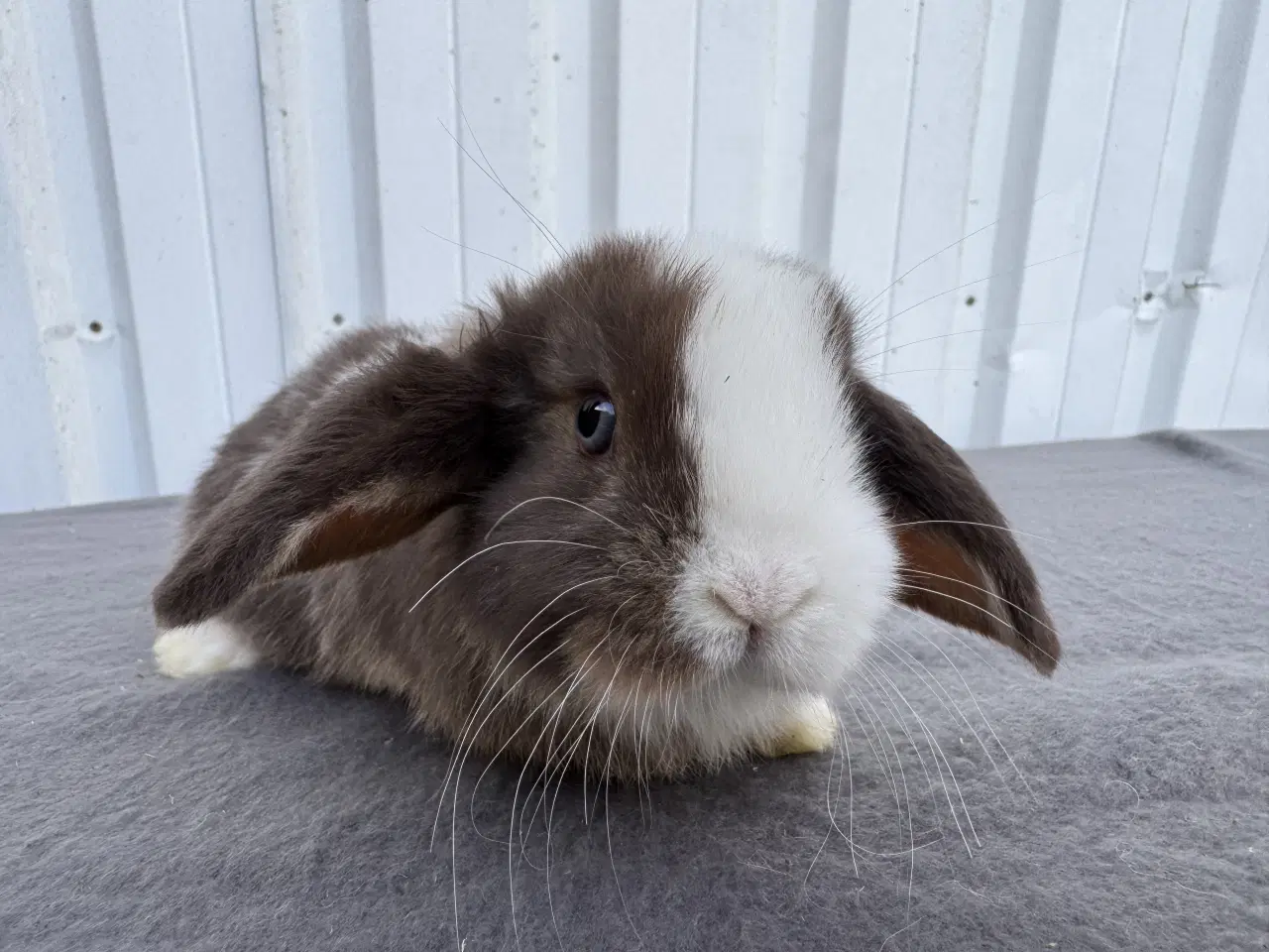 Billede 7 - Dværgvædder hankanin