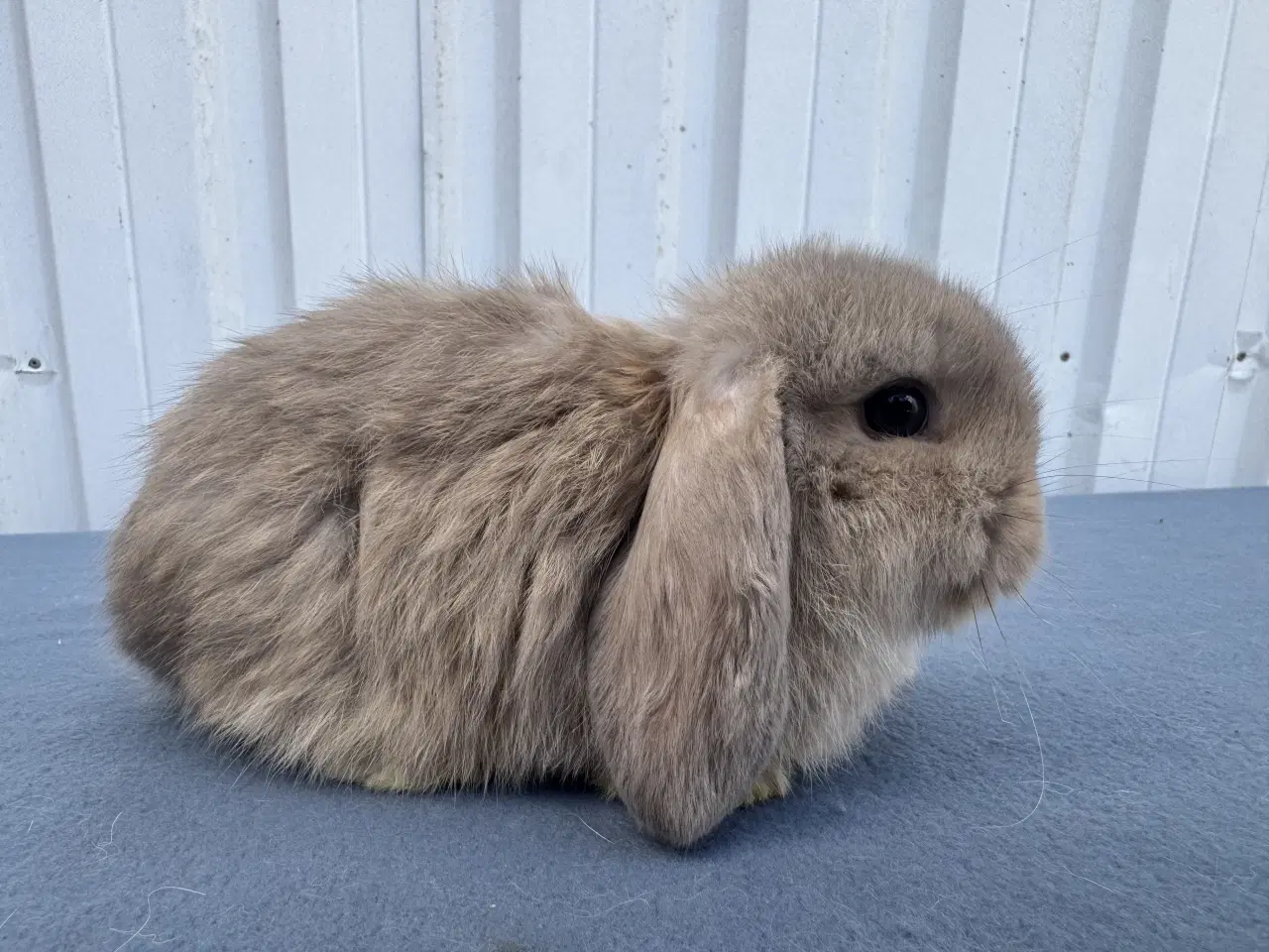 Billede 5 - Mini lop hankanin