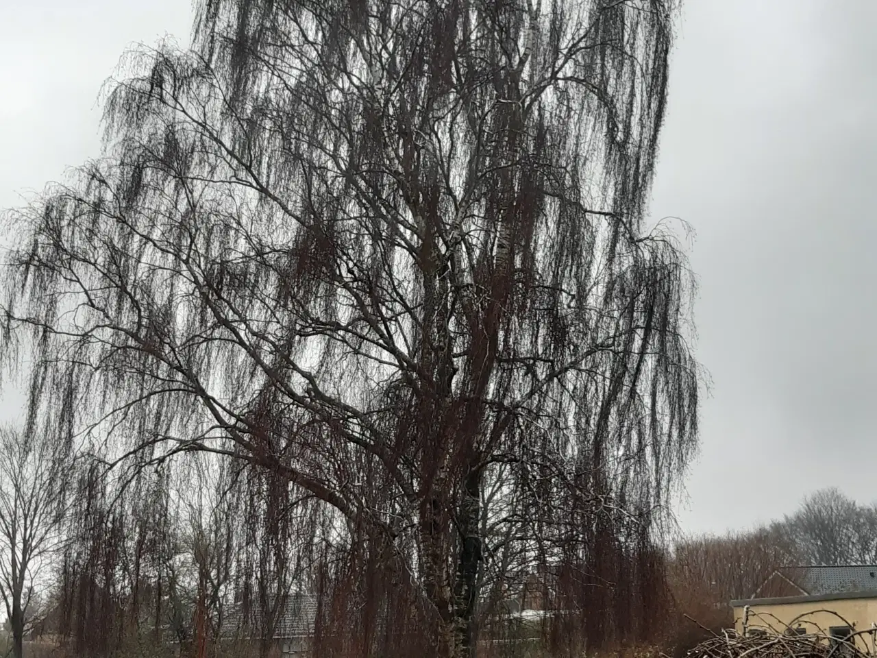 Billede 1 - Gratis træfældning