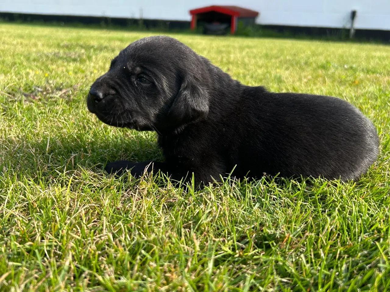 Billede 2 - Labrador hvalpe sælges