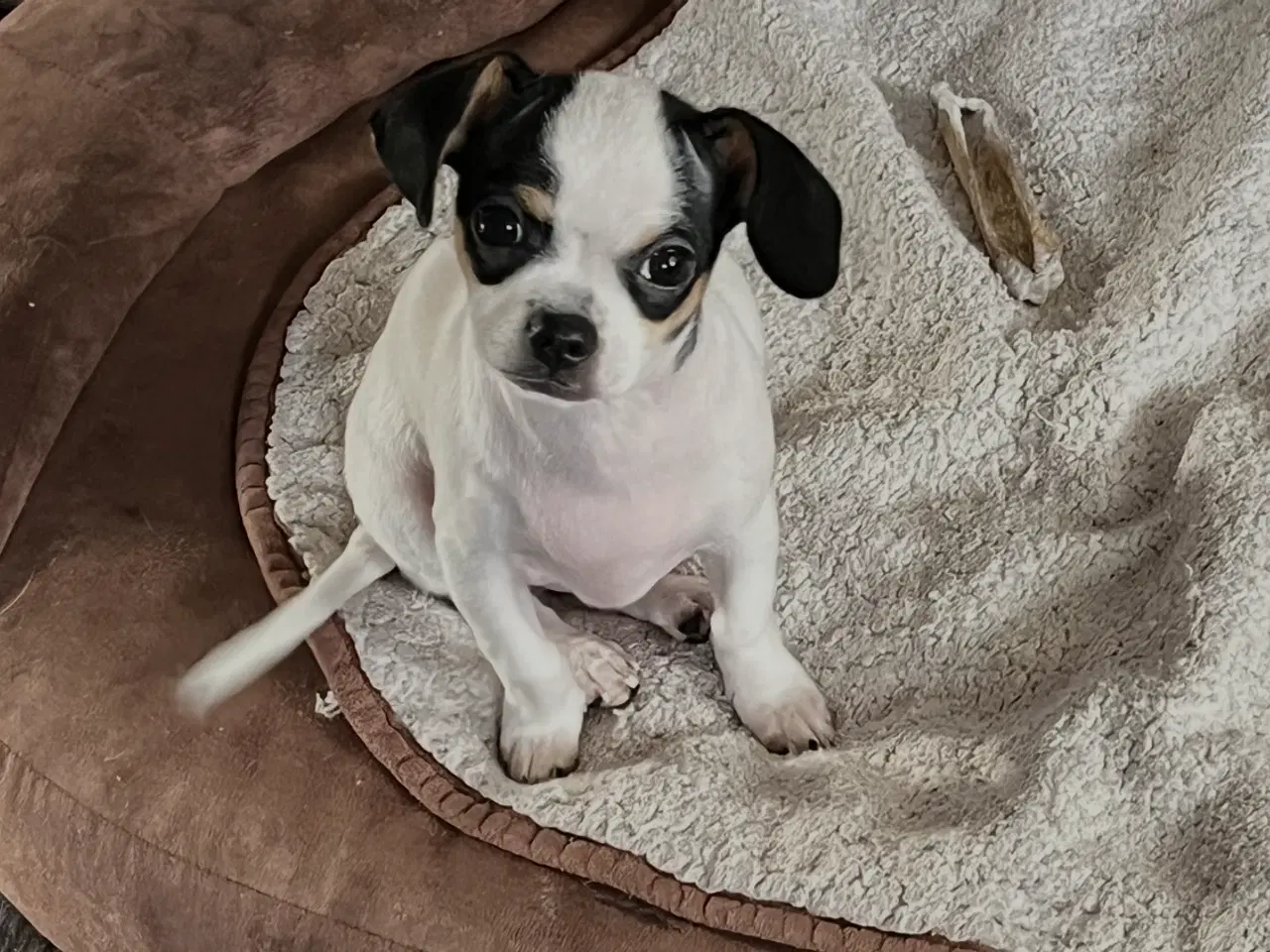 Billede 1 - Chihauhau mix hanhvalp, sælges.