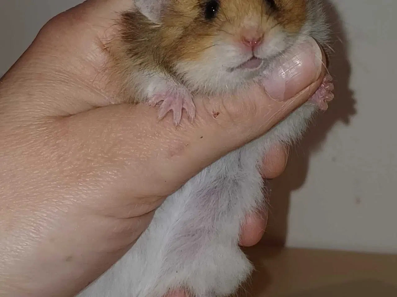 Billede 9 - Guldhamster unger