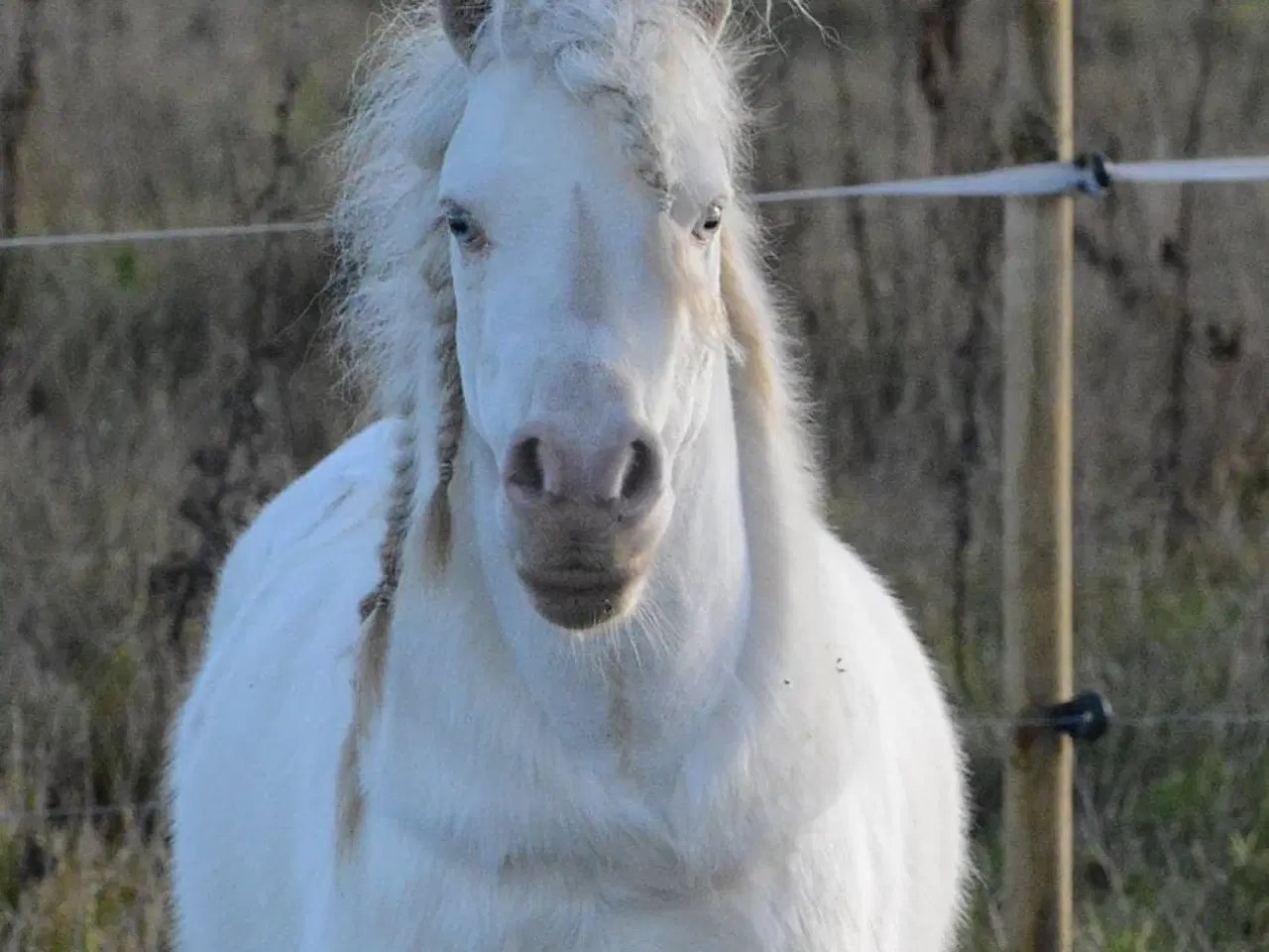 Billede 10 - Mini Shetlænder leases eller byttes i avlssæson 