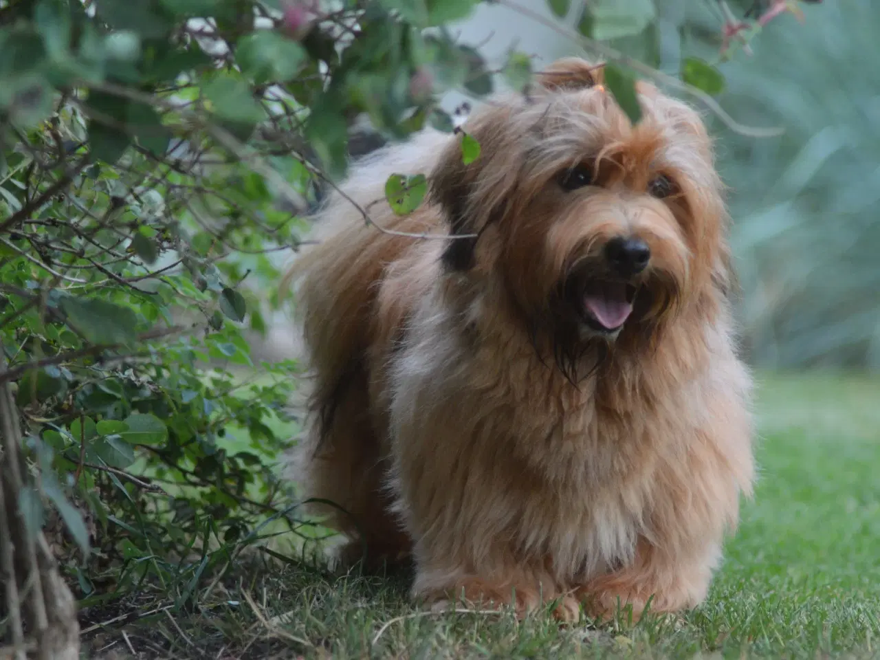 Billede 8 - Avlstjeneste /  Bichon Havanais