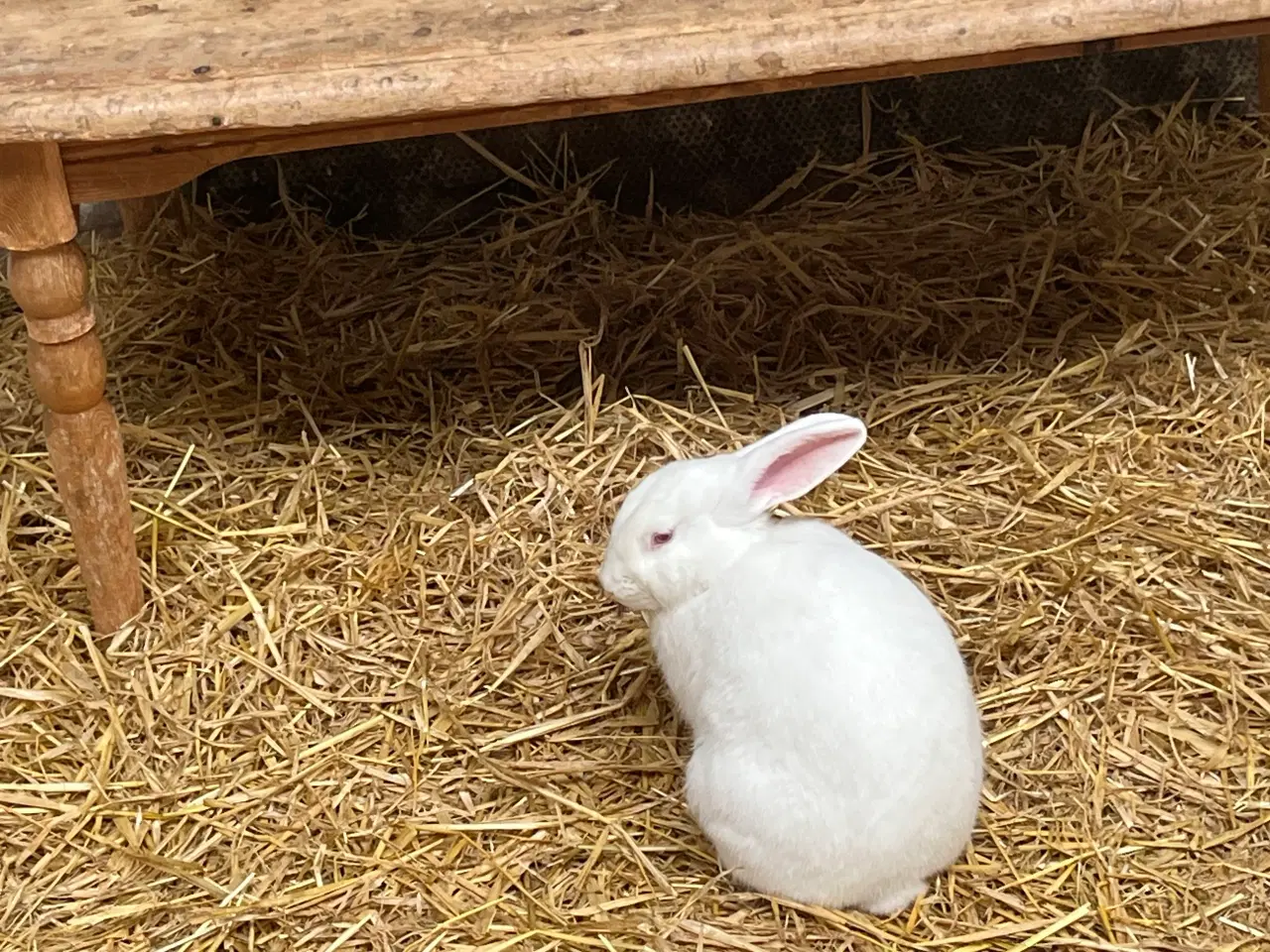 Billede 3 - Hvid land 