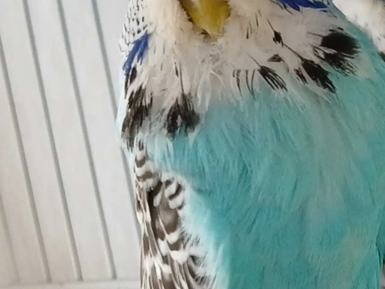 Billede 2 - Engelsk undulat hun