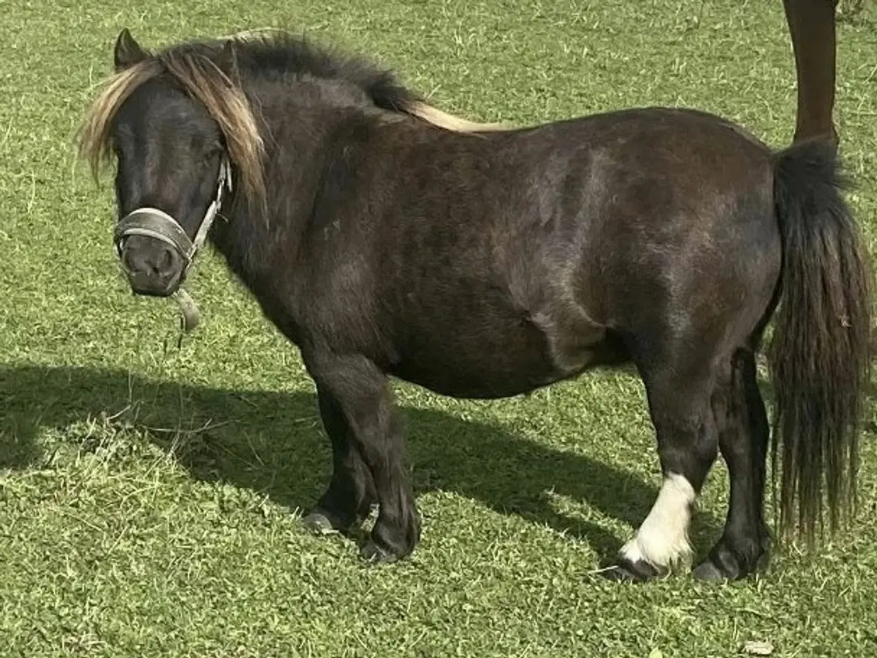 Billede 5 - Skønneste Falabella Heste