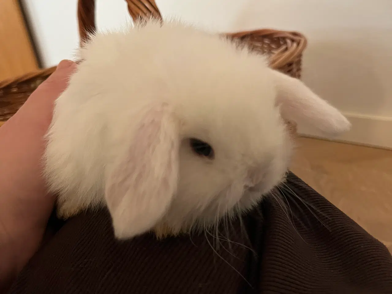 Billede 13 - 5 minilop unger på 8 uger