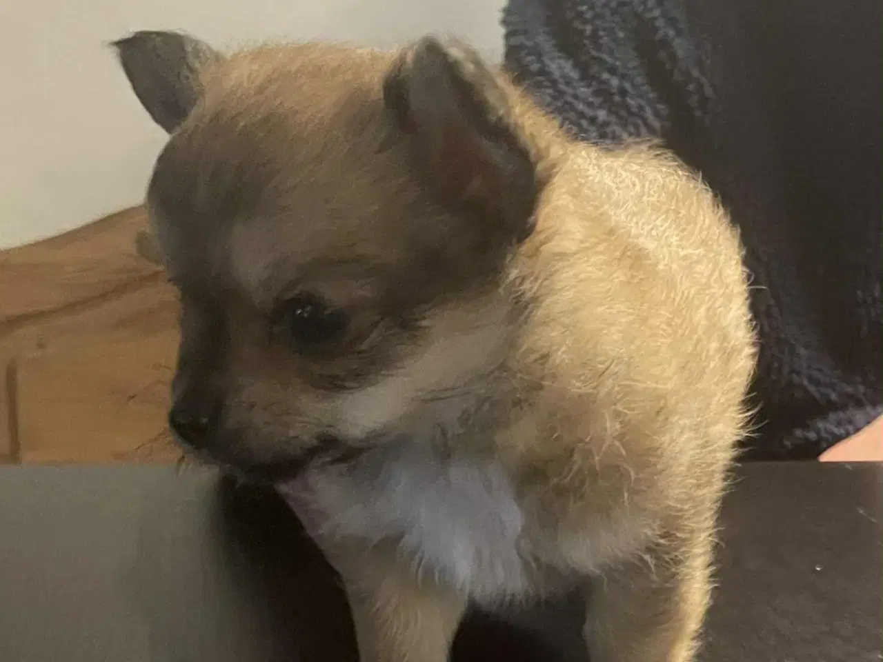 Billede 9 - Chihuahua hvalpe