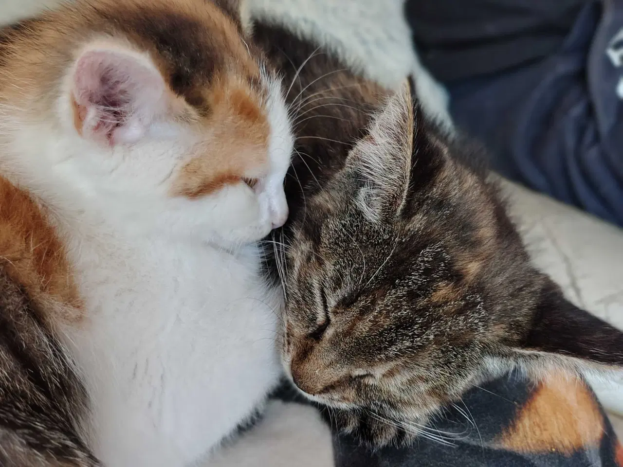 Billede 3 - 2 X Maine Coon Bla. ✨ FlytteKlar Nu