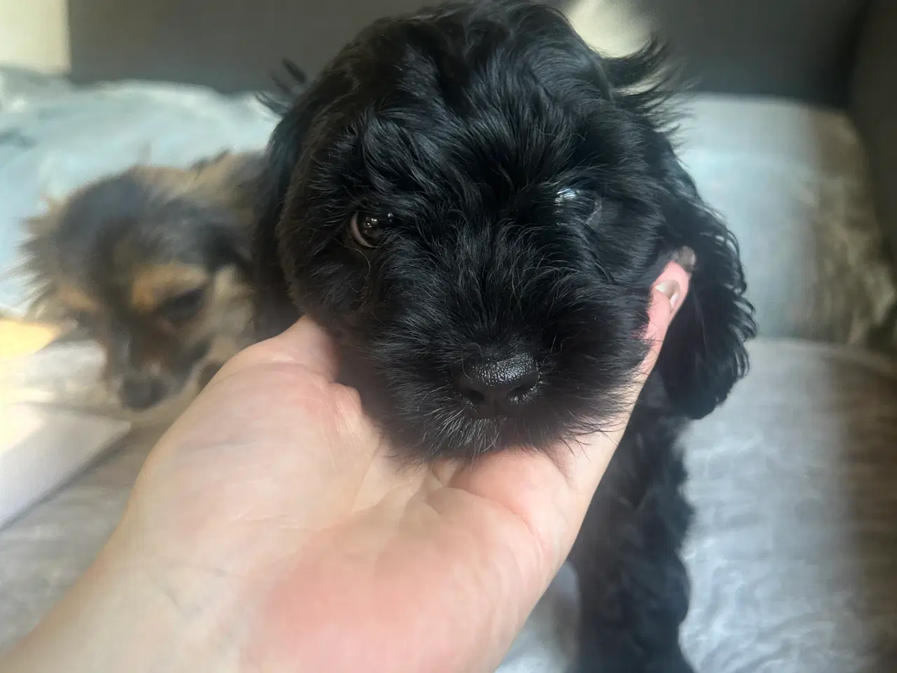 Billede 3 - F1 cavapoo hvalpe 