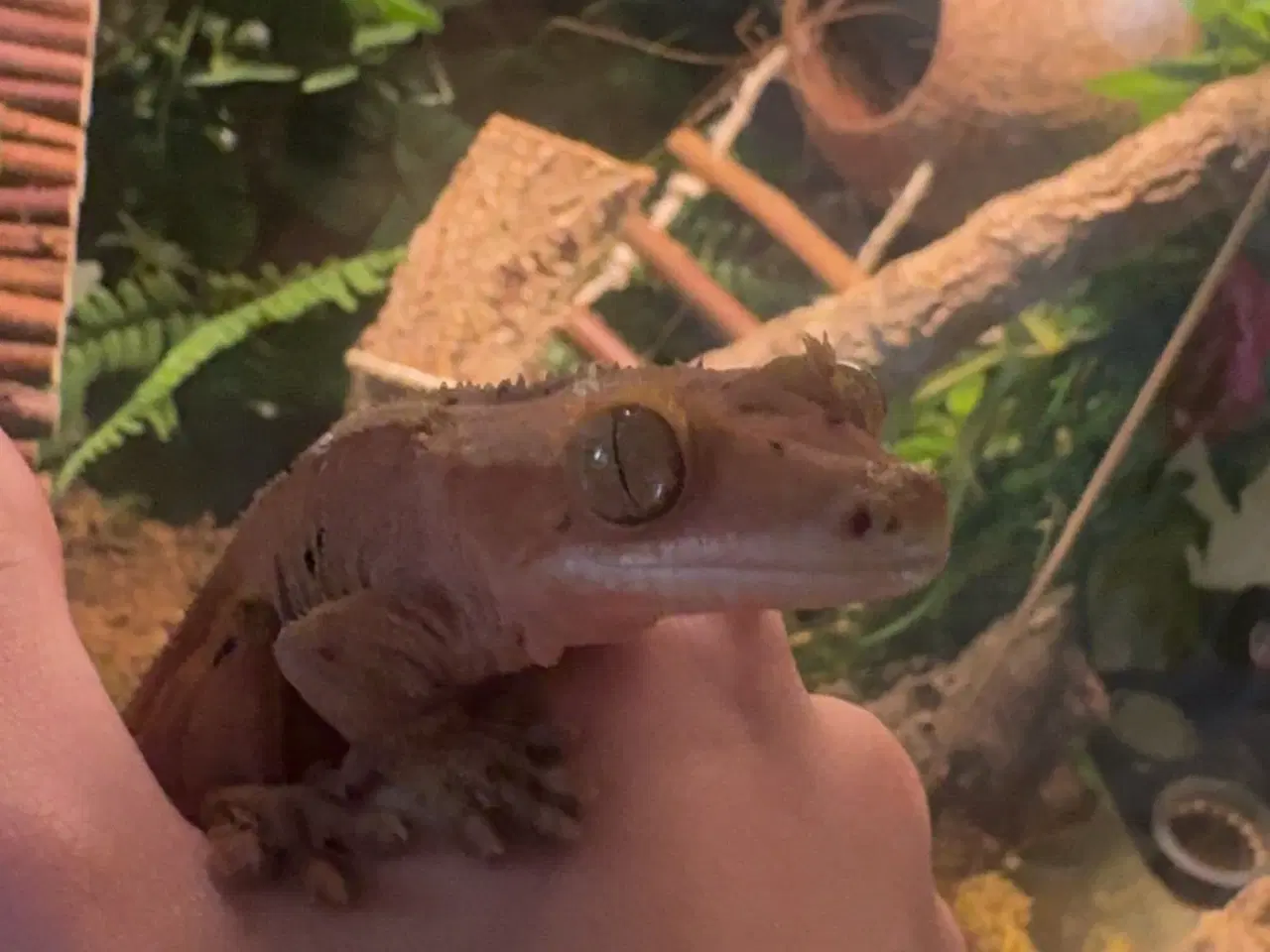 Billede 9 - Sød kronegekko han