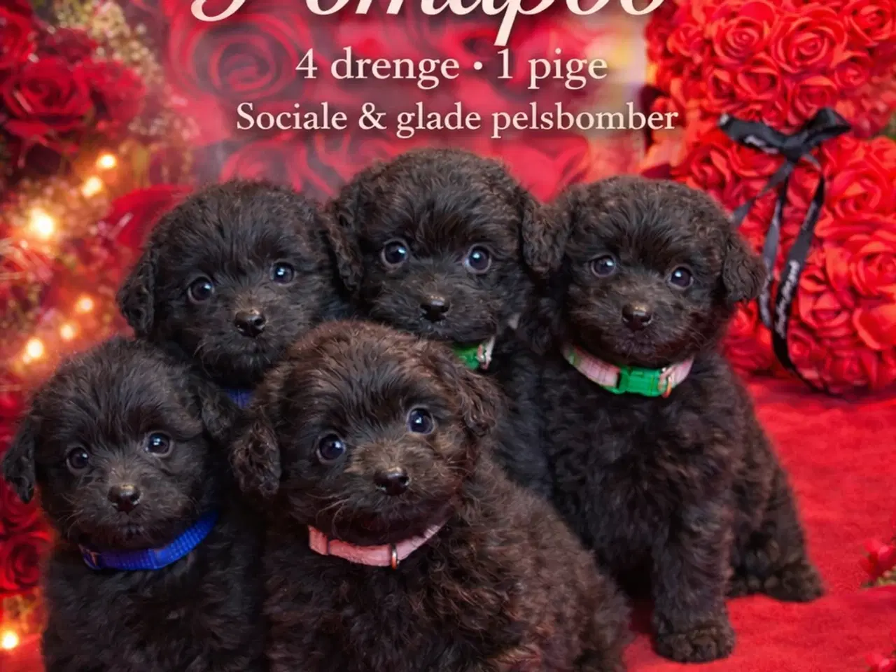 Billede 1 - 🐾 Skønne Pomapoo hvalpe søger deres forever homes