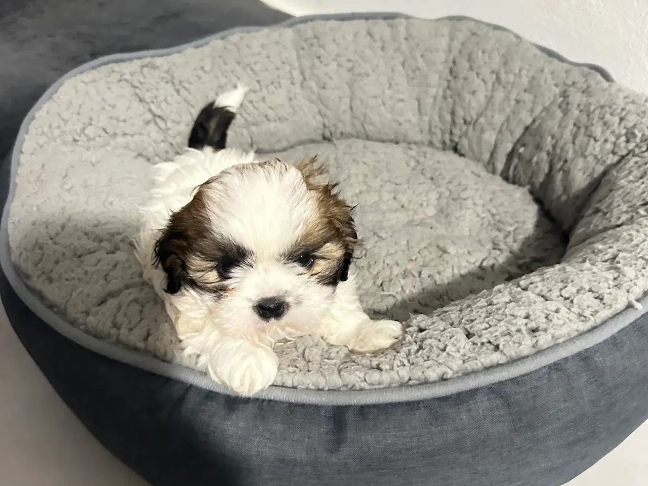 Billede 4 - Sød og allergivenlige Shih-Tzu hvalpe🐶