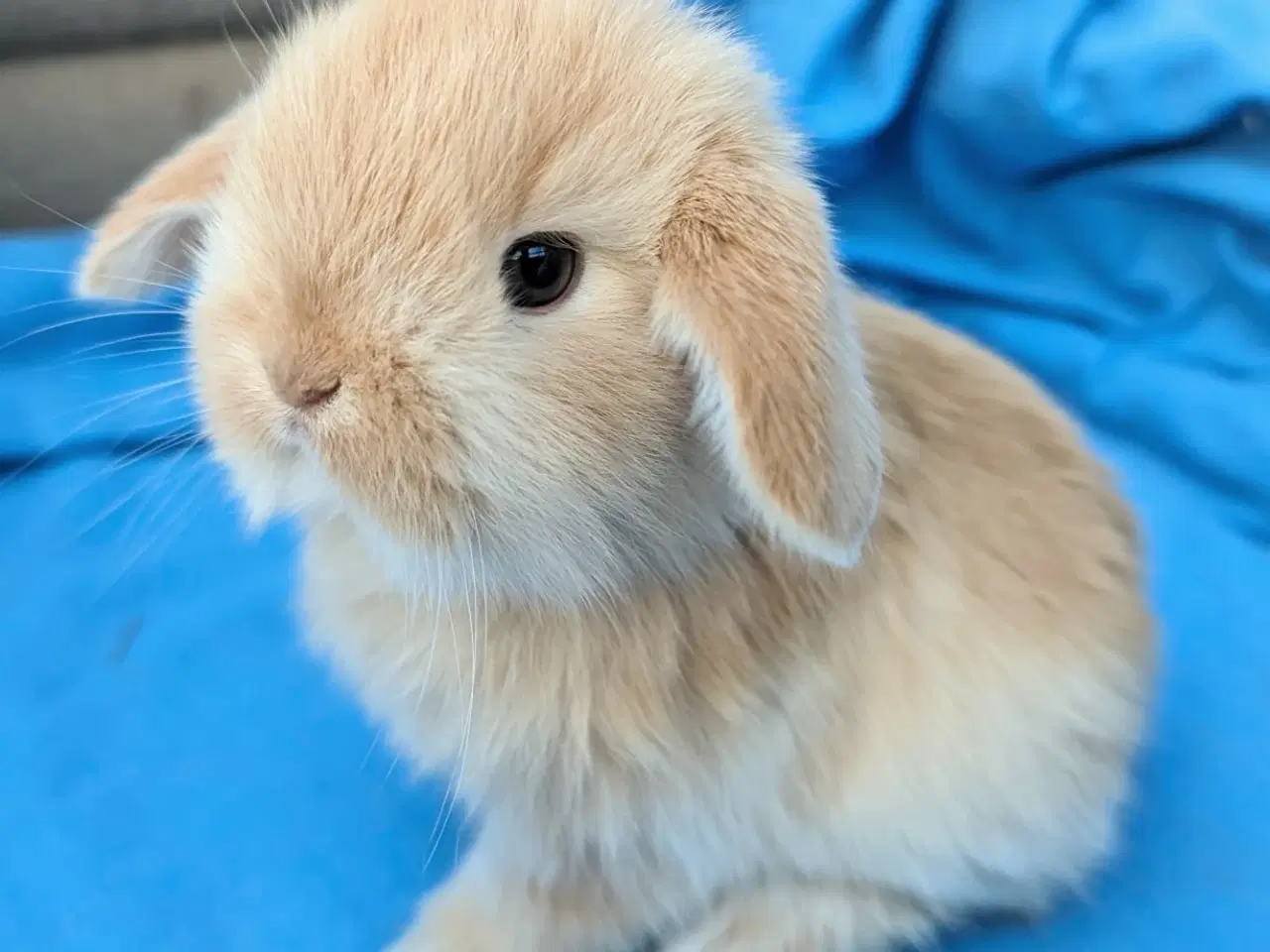 Billede 2 - Minilop kaninunge 