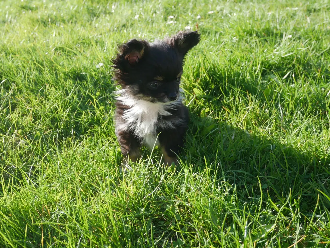 Billede 2 - Smuk, lille hvalp 