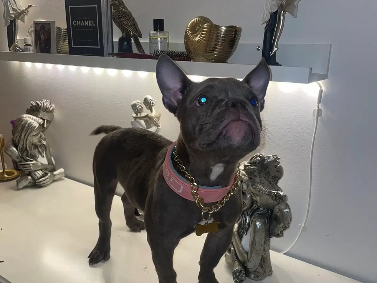 Billede 2 - American Bully micro