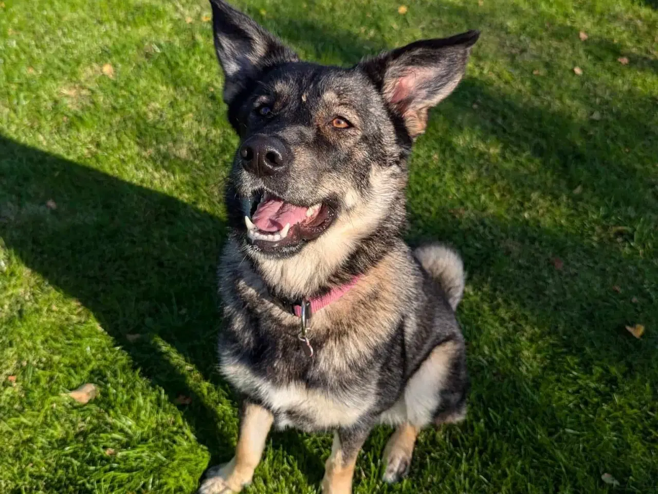 Billede 3 - Smukke, dejlige Tubs søger sit sidste hjem 🏡💞