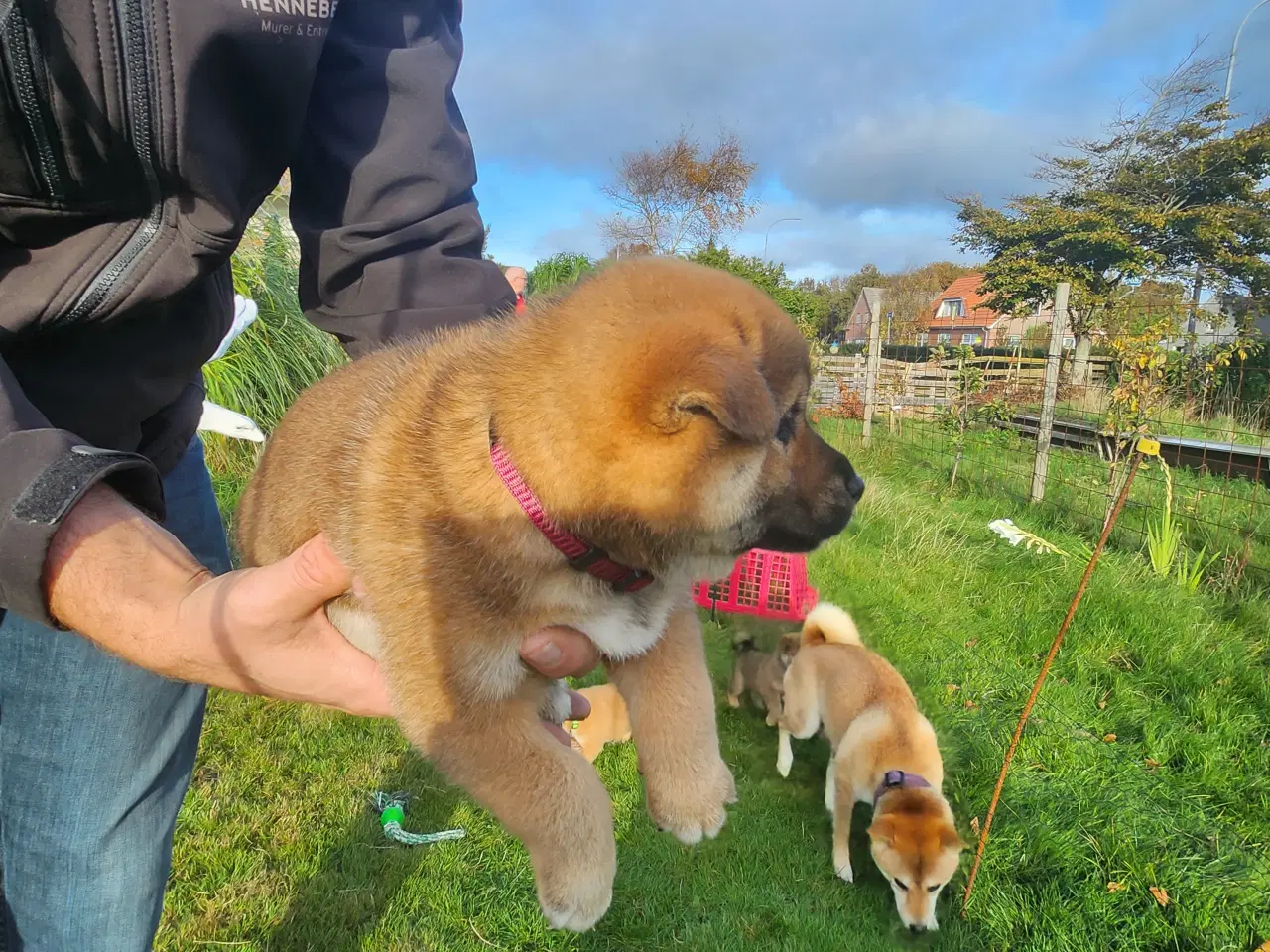 Billede 10 - Shiba inu hvalpe