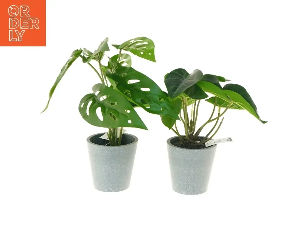 Billede 1 - Dekorative planter i grå potter fra Monstrea (str. 25 cm)
