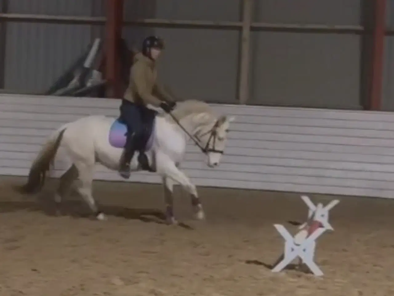 Billede 2 - Charmerende og tillidsfuld vallak søger nyt hjem.