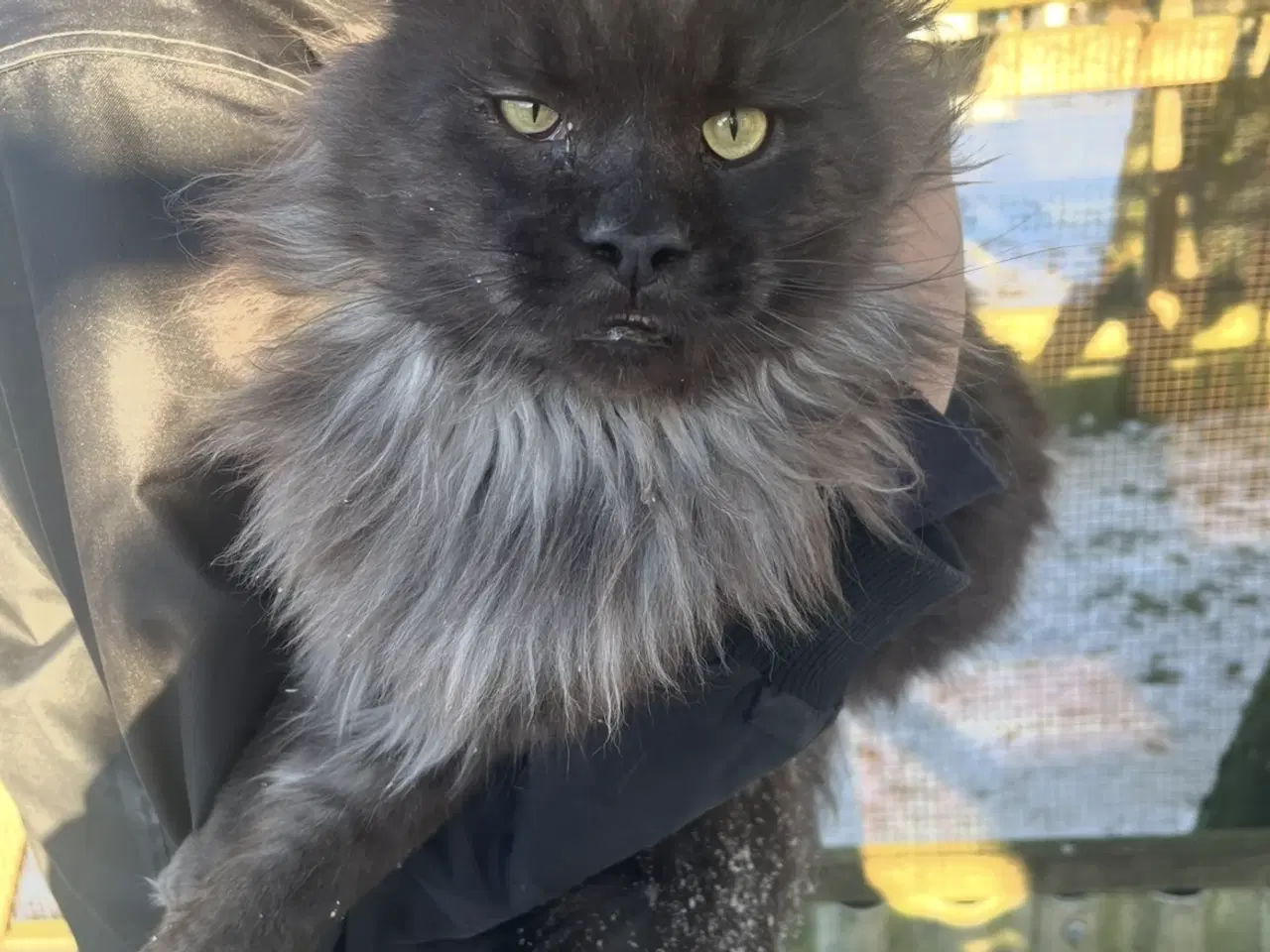 Billede 1 - Maine Coon med tavle til AVL