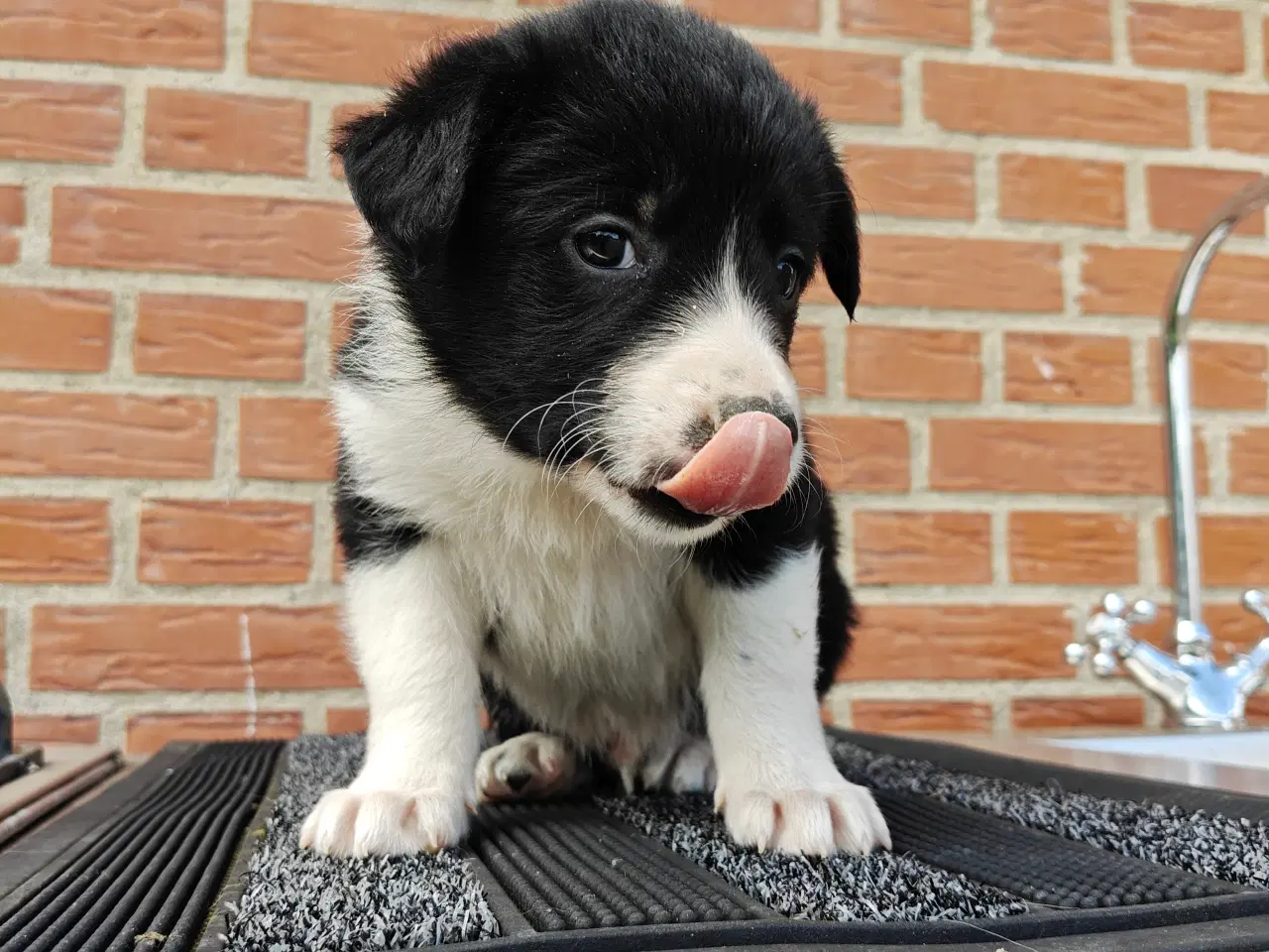 Billede 2 - Border Collie hvalpe