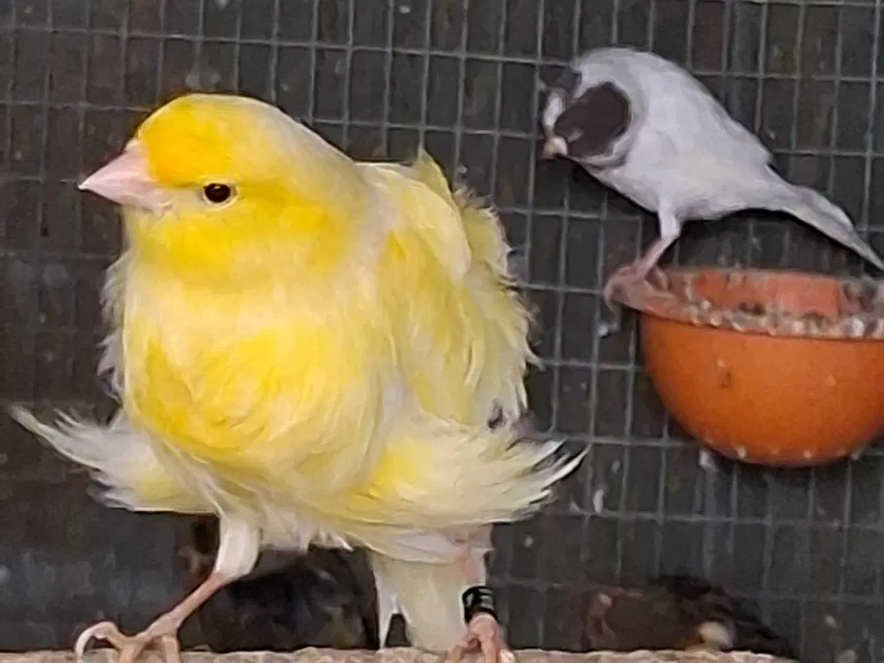 Billede 12 - Special kanariefugle