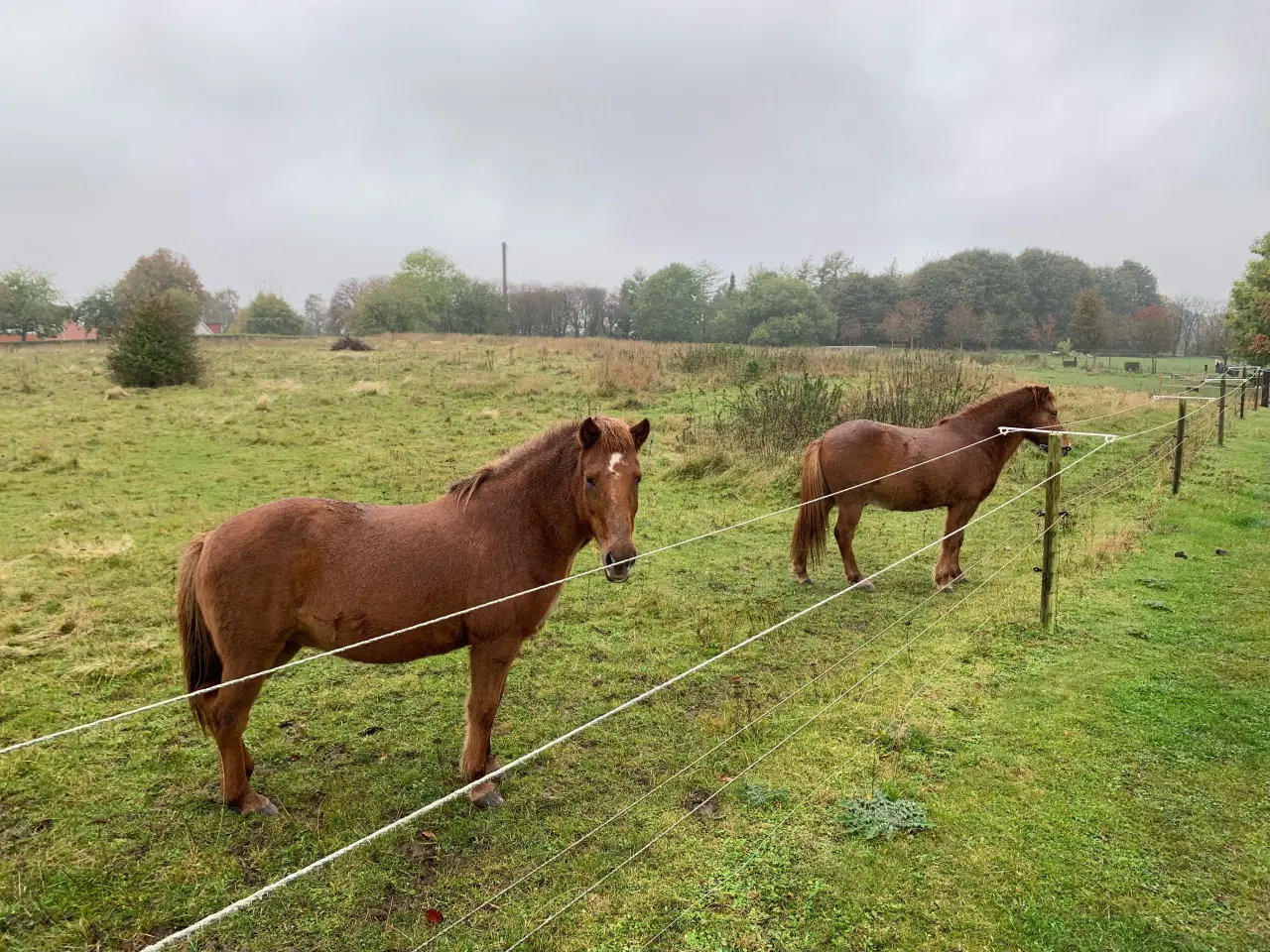 Billede 1 - Sommergræs i Aarhus N