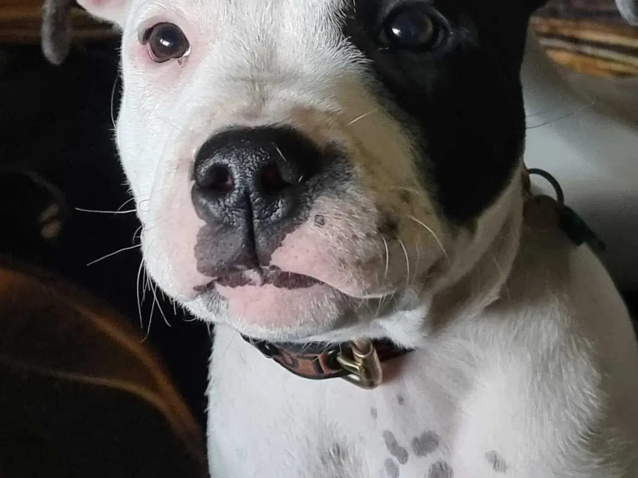 Billede 3 - Ægte sterffordshire bull terrier 