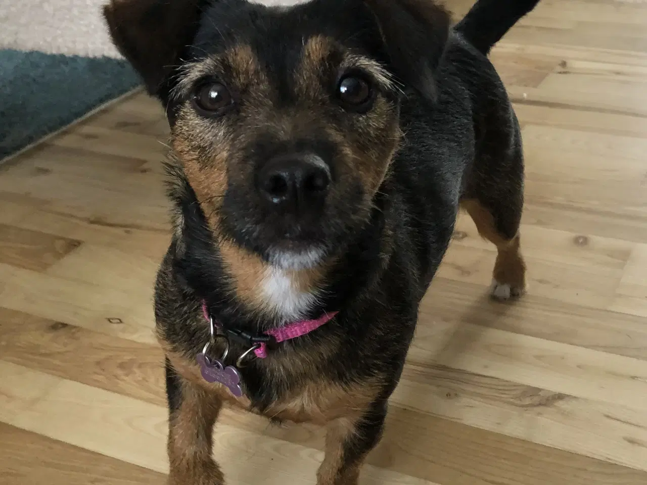 Billede 4 - Chihuahua/Jack Russell blandingshvalp sælges