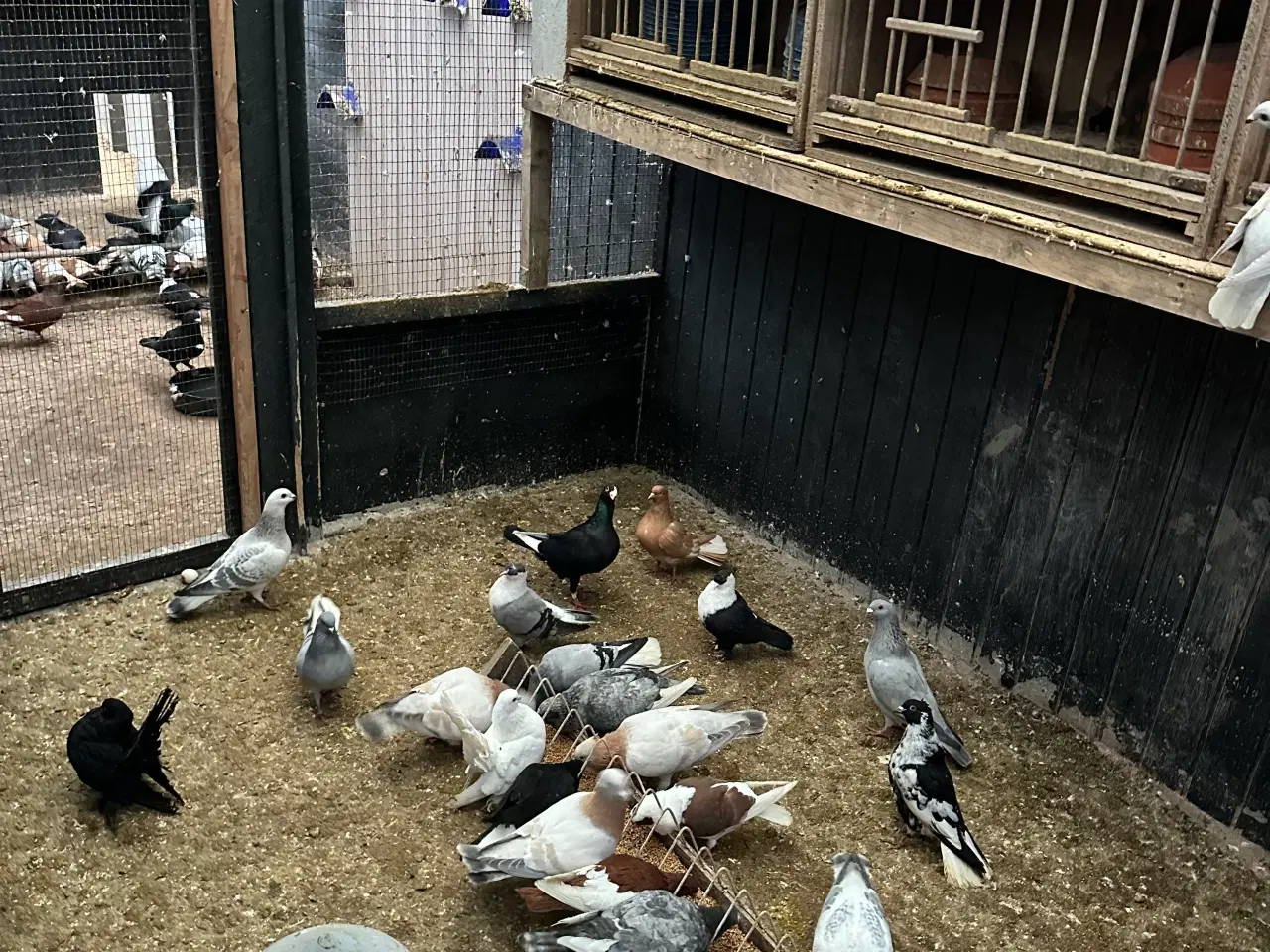 Billede 4 - Mange forskellige Arbisk race due