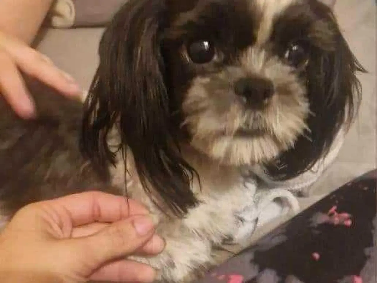 Billede 7 - Hund SHIH tzu